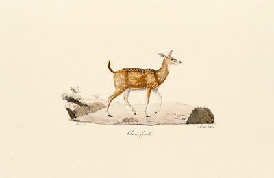  autorstwa Jacques Christophe Werner