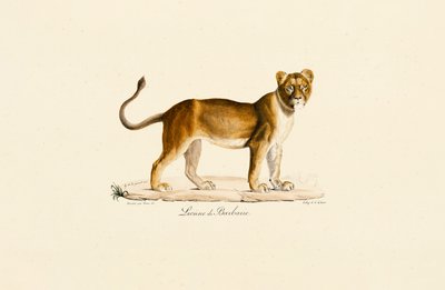 Profil lwicy barbarzyńskiej autorstwa Jacques Christophe Werner