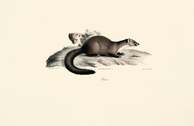 Bukowa kuna autorstwa Jacques Christophe Werner