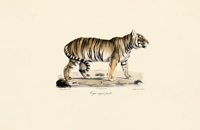  autorstwa Jacques Christophe Werner