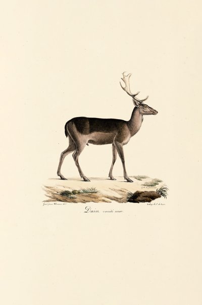 Wariant z czarnym danielem autorstwa Jacques Christophe Werner