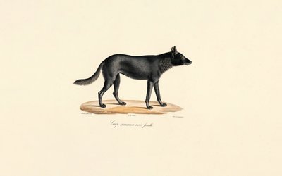  autorstwa Jacques Christophe Werner