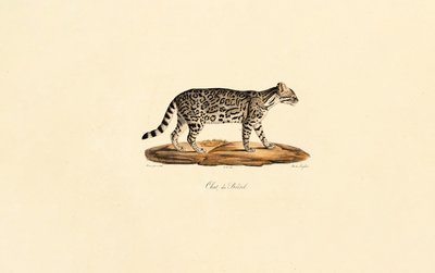  autorstwa Jacques Christophe Werner