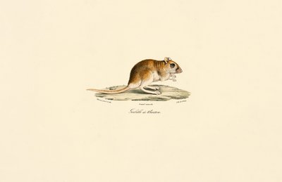  autorstwa Jacques Christophe Werner