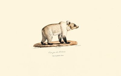 Niedźwiedź brunatny kantabryjski (Ursus arctos pyrenaicus) autorstwa Jacques Christophe Werner