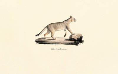 Caracal autorstwa Jacques Christophe Werner
