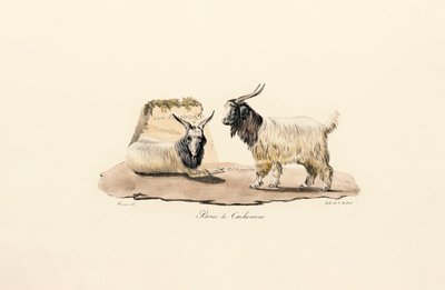  autorstwa Jacques Christophe Werner