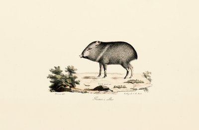  autorstwa Jacques Christophe Werner