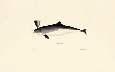 Delfin butlonosy autorstwa Jacques Christophe Werner