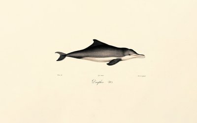 Delfin zwyczajny (Delphinus delphis) autorstwa Jacques Christophe Werner
