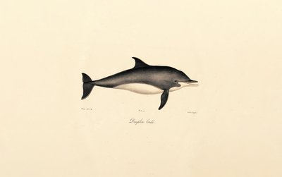 Delfin zwyczajny (Delphinus delphis) autorstwa Jacques Christophe Werner