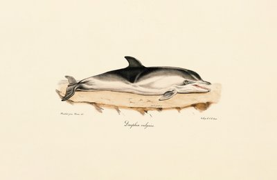 Delfin zwyczajny autorstwa Jacques Christophe Werner