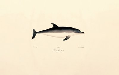 Delfin zwyczajny autorstwa Jacques Christophe Werner