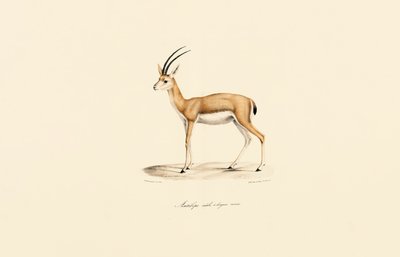 Dorcas Gazelle (mężczyzna) autorstwa Jacques Christophe Werner