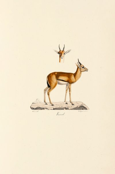 Dorcas Gazelle autorstwa Jacques Christophe Werner