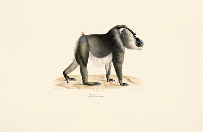  autorstwa Jacques Christophe Werner
