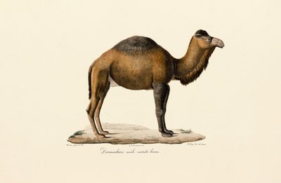 Wielbłąd dromader, odmiana brązowa autorstwa Jacques Christophe Werner