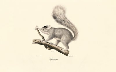 Wiewiórka szara wschodnia autorstwa Jacques Christophe Werner