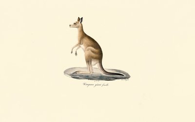 Kangur wschodni szary (samica) autorstwa Jacques Christophe Werner