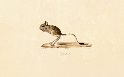  autorstwa Jacques Christophe Werner