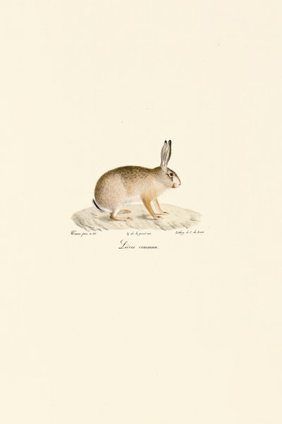 Zając europejski autorstwa Jacques Christophe Werner