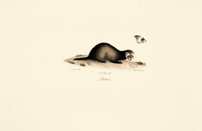 autorstwa Jacques Christophe Werner