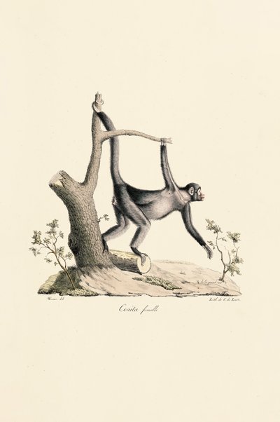  autorstwa Jacques Christophe Werner
