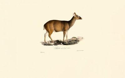  autorstwa Jacques Christophe Werner