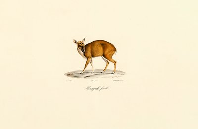 Samica Muntjac autorstwa Jacques Christophe Werner