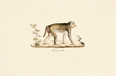  autorstwa Jacques Christophe Werner