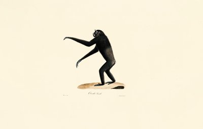 Kobieta Siamang autorstwa Jacques Christophe Werner