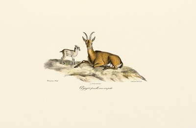  autorstwa Jacques Christophe Werner