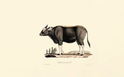  autorstwa Jacques Christophe Werner