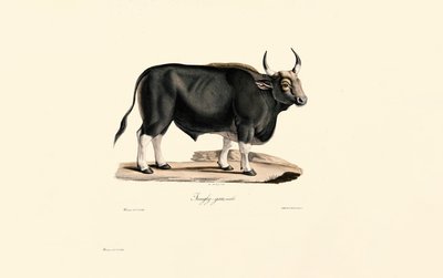  autorstwa Jacques Christophe Werner