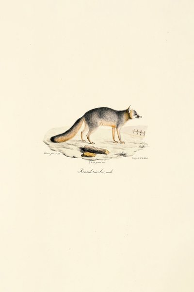  autorstwa Jacques Christophe Werner