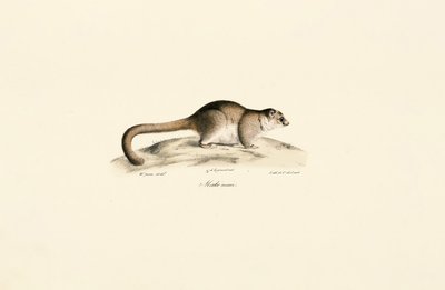  autorstwa Jacques Christophe Werner