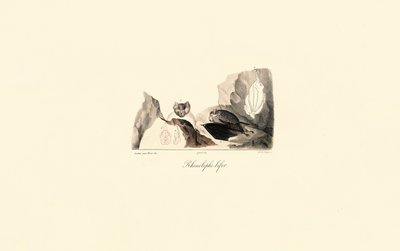  autorstwa Jacques Christophe Werner