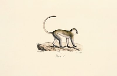  autorstwa Jacques Christophe Werner