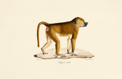  autorstwa Jacques Christophe Werner