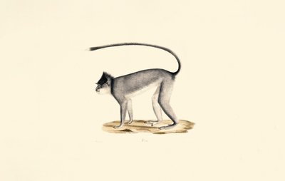 Hanuman Langur autorstwa Jacques Christophe Werner