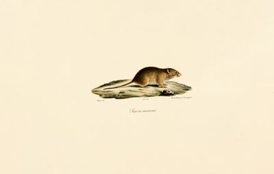 Harvest Mouse autorstwa Jacques Christophe Werner