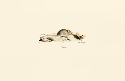 autorstwa Jacques Christophe Werner