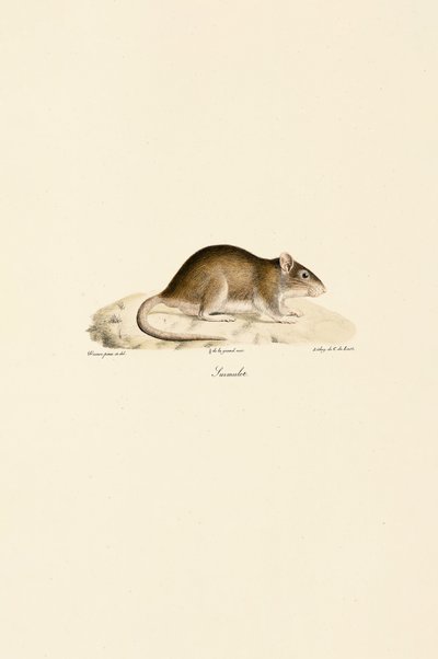  autorstwa Jacques Christophe Werner