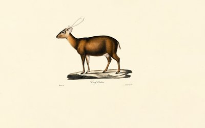 Indian Muntjac (Cerf Cochon) autorstwa Jacques Christophe Werner