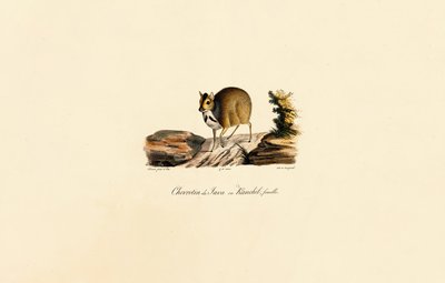  autorstwa Jacques Christophe Werner