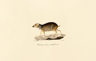 Myszołów jawajski (samiec) autorstwa Jacques Christophe Werner