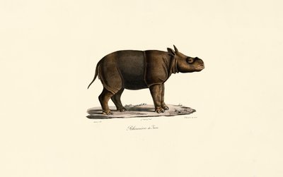 Nosorożec jawajski autorstwa Jacques Christophe Werner