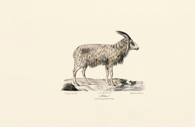 Koza długowłosa autorstwa Jacques Christophe Werner