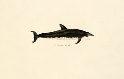 Delfin długoszyi autorstwa Jacques Christophe Werner