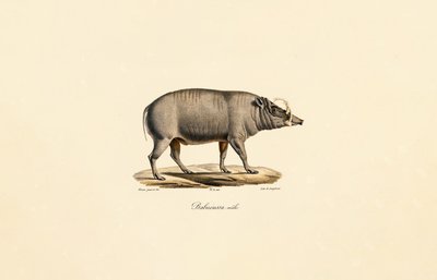 Mężczyzna Babirusa autorstwa Jacques Christophe Werner